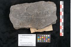 Foto (Objekt + Etikett) von Cyatheites oreopteridis Goeppert (NHMW-GEO-2024-0188-11290)